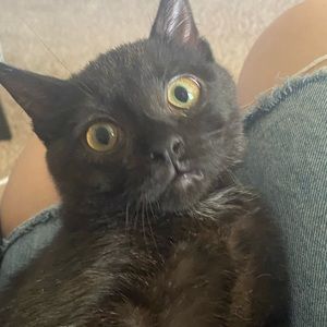 Meet your Posher, Abby